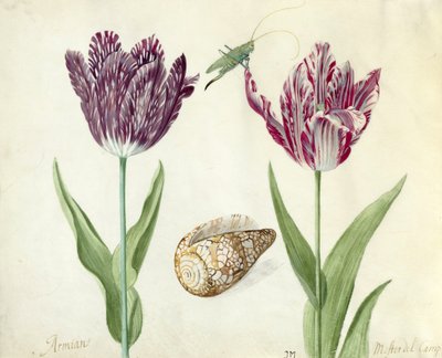 Dos Tulipanes, una concha y un saltamontes, 1637-45 de Jacob Marrel